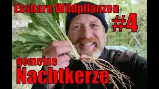 Essbare Wildpflanzen #4  | Die gemeine Nachtkerze [Oenothera biennis]