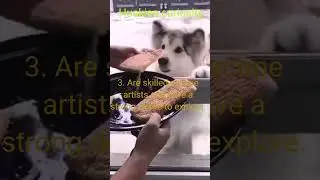 Huskies curiosity