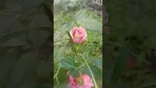 #цветы #flowers #природа #nature  розы, выращенные и не срезанные, всегда красивее магазинных🌹