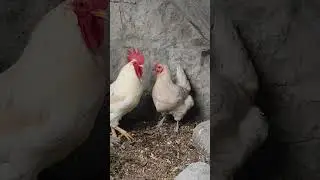 He&rsquo;s the boss. He&rsquo;s the protector. 🐔