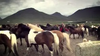 Icelandic Horse - Building the Brand