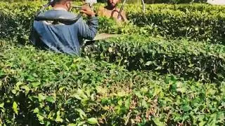 Shinkiari Tea Garden