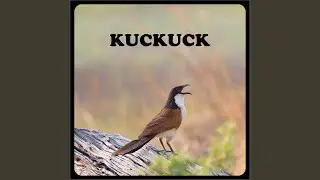 Kuckuck