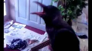 blacky the crow
