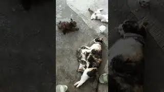 detik detik kucing mati keracunan 😭😭😭😭😭kucing paling setia drumah ku harus mati