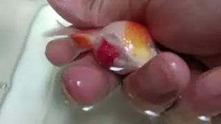 How to cure severely injured fish