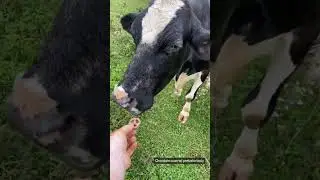 Cowology 101: Livestreaming Cow Facts and Fun  #cows #farm