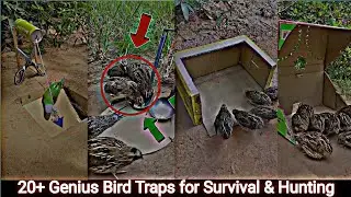 20+ Genius Bird Traps for Survival & Hunting