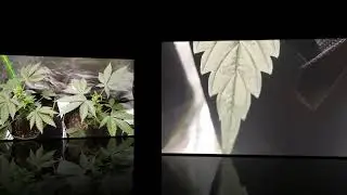 seed from weed