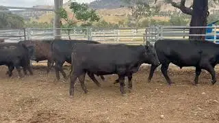 Mintor Yearlings