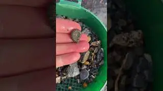 I can&rsquo;t believe the size of this fossil ammonite!😮#fossilhunting#sieving#fossil