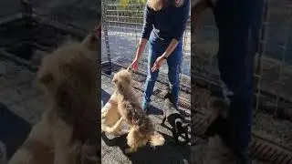 Chrissy L&ouml;rzer von Pfotengl&uuml;ck besucht Lena in der Ecarisaj