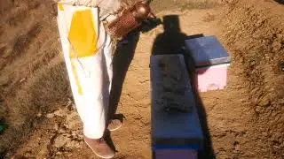 تطوير خلية النحل تقليدية