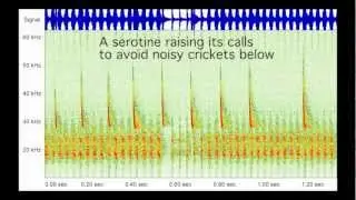 Bat call sonagrams