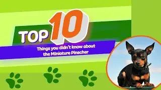 10 Things You Didn't Know About The Miniature Pinscher