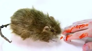 VICIOUS RAT ATTACK!