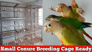Small Conure Birds Breeding Cage Ready for Breeding | Conure Farm | Fancy Birds Chennai