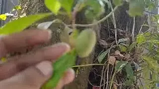 North kumbalangi near Illikkal temple , spotted indraksha 🍐🌳#elaeocsrpusserratus