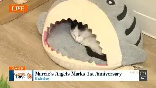 Marcie's Angels Cat Cafe