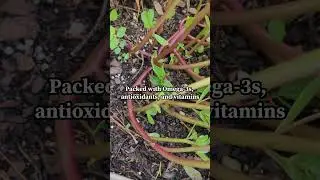 Backyard Superfood #gardening #backyardgardening #superfoods #gardeningforbeginners #gardeningtips