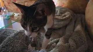 Cat Kneading Cookies on Daddy's Lap