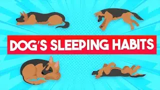 Dog's Sleeping Patterns, Behaviors & Habits