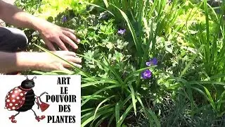 Tuto jardinage: Géranium  sanguineum Max Frei: Comment faire la Taille et entretien: Plante vivace
