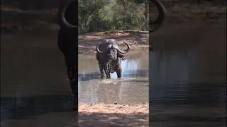 Why hunting Cape buffalo is difficult for lions ? #capebuffalo #buffalo #lion #shorts