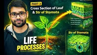 Cross section of leaf (life process class 10 ) and structure of stomata 