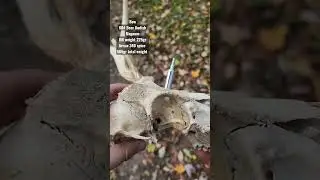 Broadhead VS Deer SKULL #archery #test #hunting #recurve #ballistics #fyp