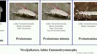Niveljalkaiset, lahko Entomobryomorpha minor alba arthropoda palustris immaculata minuta Kreuzberg