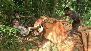 जंगलमा ठूला रुख काट्ने कठिन काम | Dangerous Chainsaw Work in the Jungle | Aara katane tarika misinle
