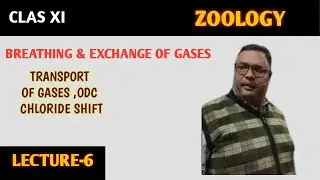 ДЫХАНИЕ И ГАЗООБМЕН | ГАЗОТРАНСПОРТ, ОДХ, ХЛОРИДНЫЙ ТРАНСПОРТ | ЗООЛОГИЯ, КЛАСС XI