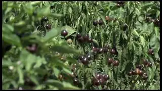 PIP Pulsators : Israeli Ministry of Agriculture