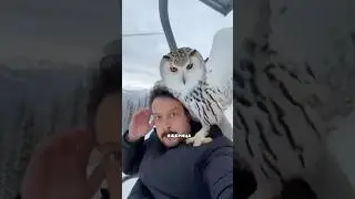 Почему ящерица может приземлиться прямо на тебя #животные #фактыоприроде