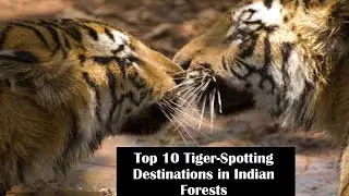 Top 10 Tiger-Spotting Destinations in Indian Forests