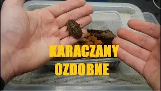 Hodowla karaczanów ozdobnych