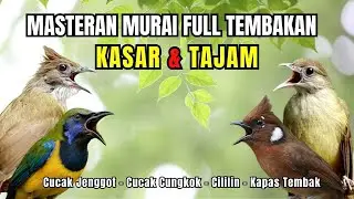 Masteran FULL Tembakan KASAR dan Tajam Kapas Tembak, Cililin, Cucak Jenggot, Cucak Cungkok