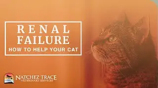 Free Guide! Help Your Cat With Renal Failure - Make Your Cat Feel Better