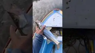 Robalo #fish #fishing #viral #JRpesca #pesca #pescadeportiva #robalo