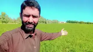 chanay ki fasal MashaALLAH thall desert view