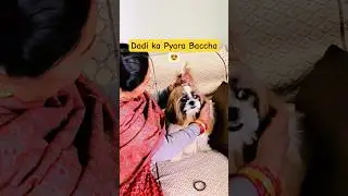 Dadi Pote ka Pyar 😍 #shorts #dog #pets #new #love #shihtzu #labrador #germanshepherd #husky #puppy