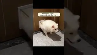 Just a cloud trying to escape🐶 #adorably #fluffyfriend #samoyed #pets #toocute