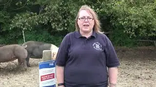 Michaela Giles ASF Rare Pig Breeds