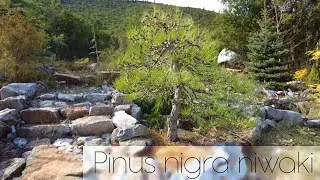 Niwaki Austrian black pine (Pinus nigra) since 2014. In 4K - Arkefthos Bonsai
