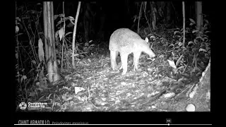 The Giant Armadillo (Priodontes maximus)