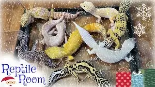 REPTILE ROOM TOUR DECEMBER 2017!!