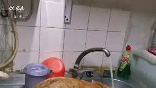 Pirata - O gato do Manel 2