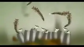 Mosquito Breeding - Life Process