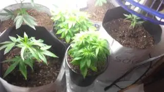 Micro Grow: CFL- One week from flower.